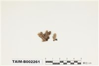 藏品(白髮苔屬)的圖片
